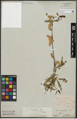 Foto von Salix acutifolia Willd.